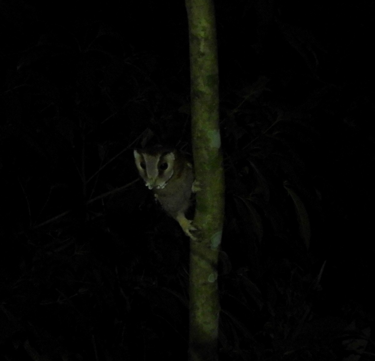 Oriental Bay-Owl - Shivaprakash Adavanne