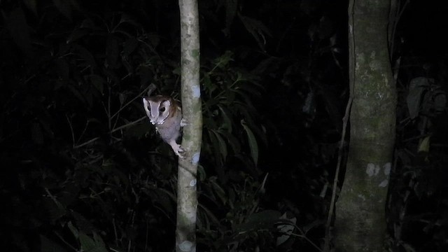 Phodile calong - ML615775117