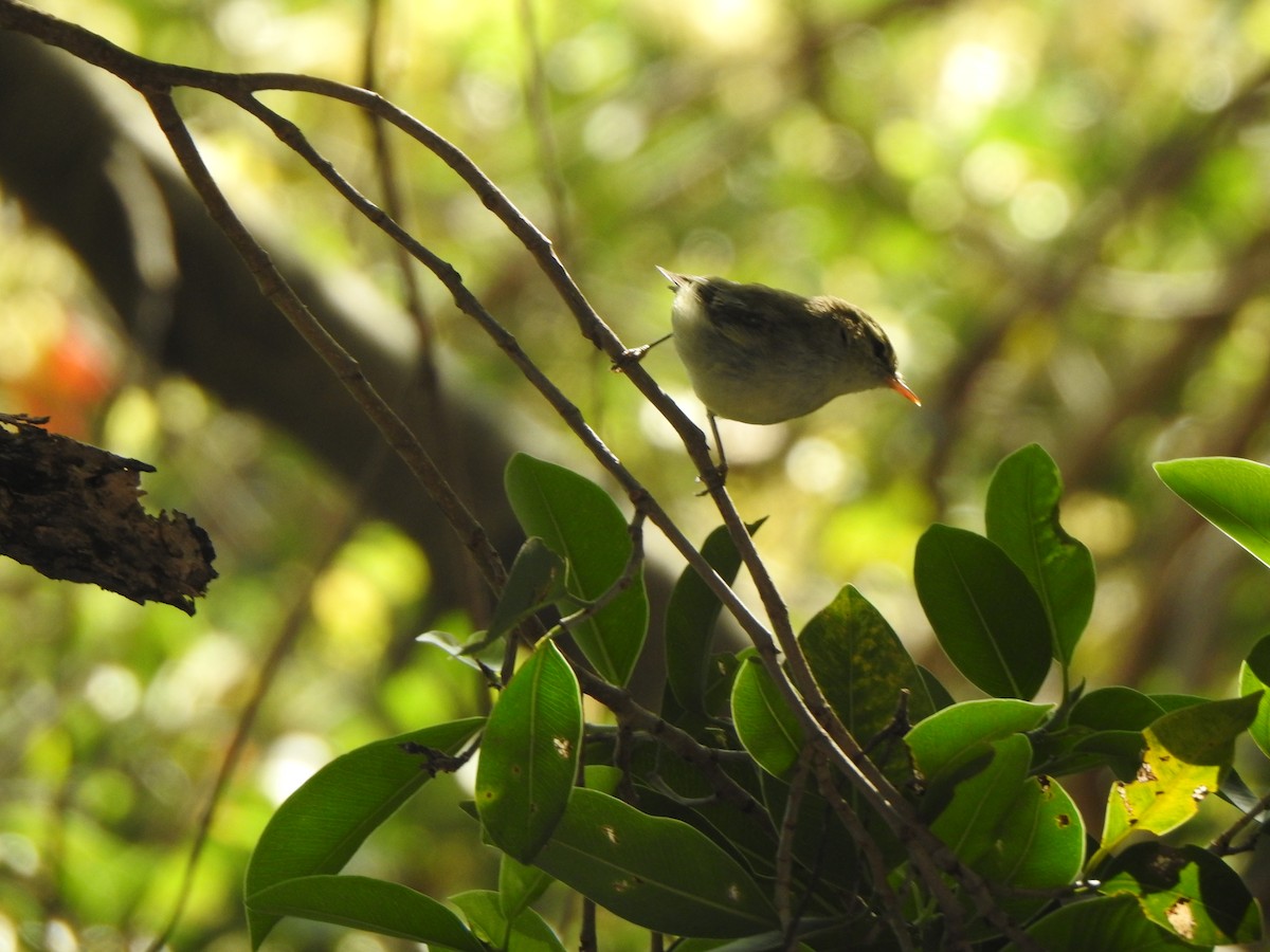 Greenish Warbler - Arulvelan Thillainayagam