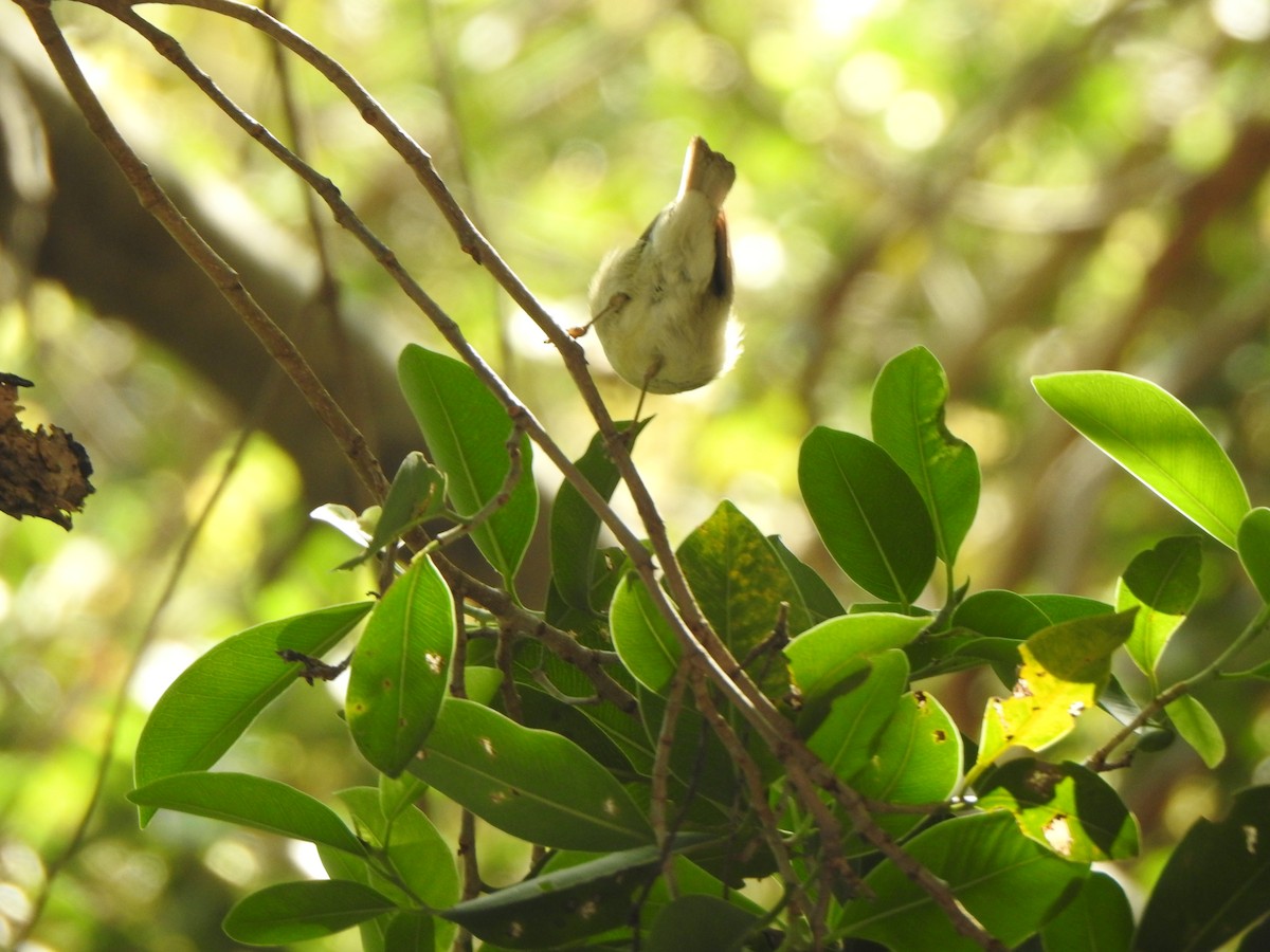 Mosquitero Verdoso - ML615775124