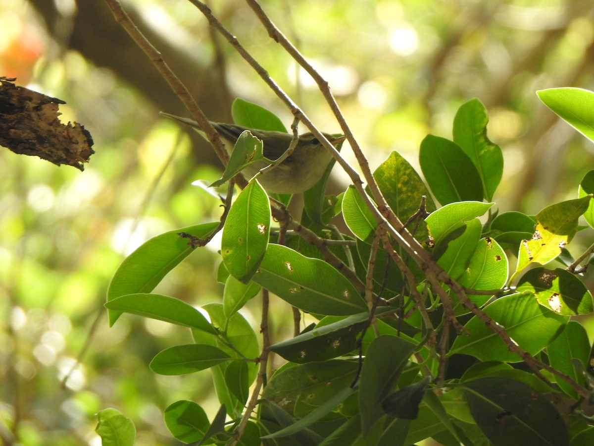 Greenish Warbler - Arulvelan Thillainayagam