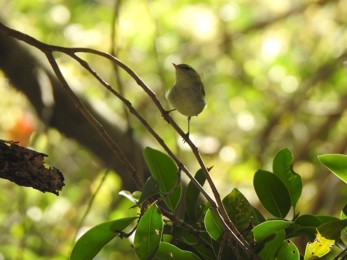 Greenish Warbler - ML615775126