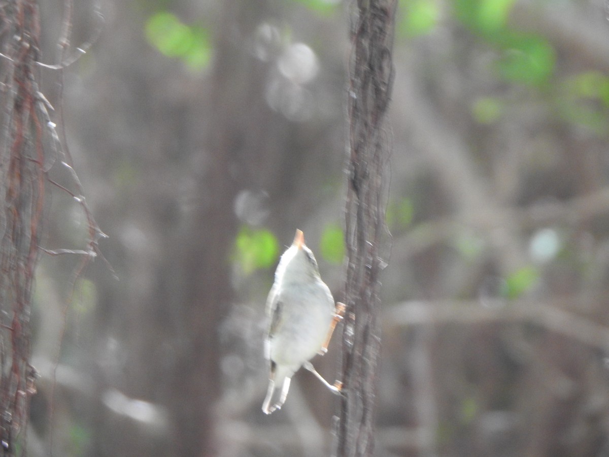 Mosquitero Verdoso - ML615775127