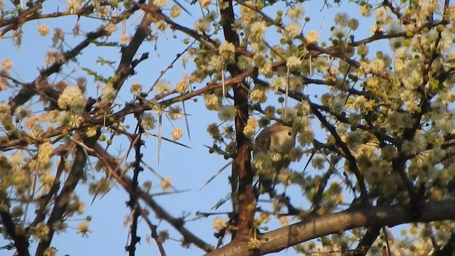 Sykes's Warbler - ML615775154