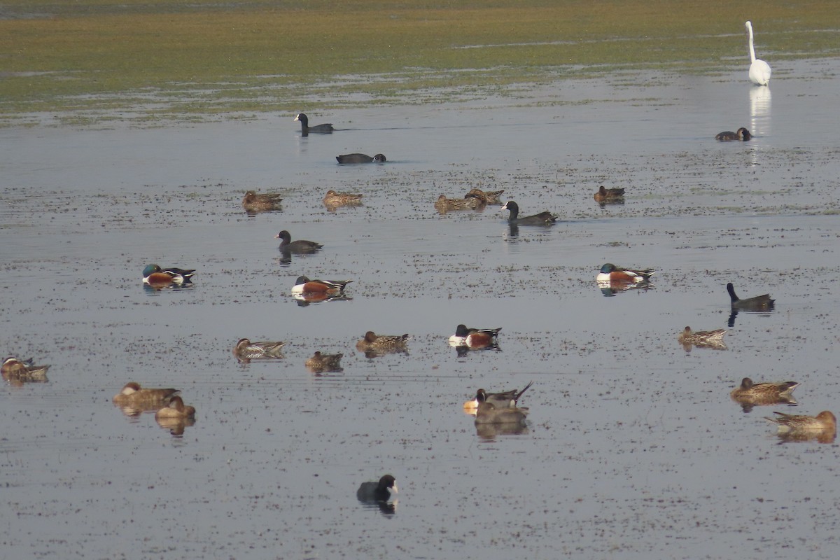 Northern Shoveler - ML615775193