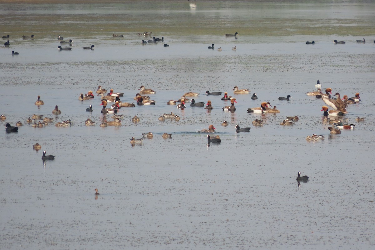 Red-crested Pochard - ML615775196