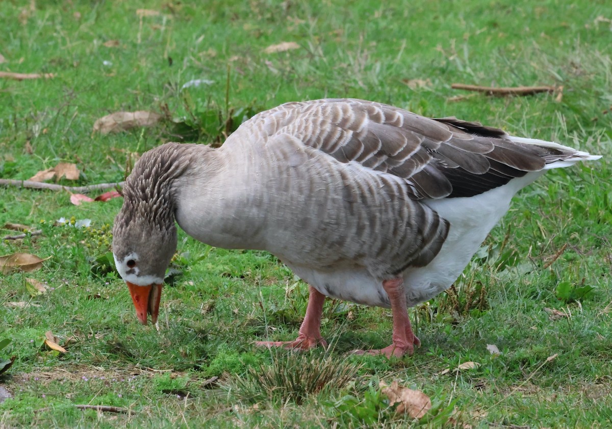 Graylag Goose (Domestic type) - Gerry Mielke