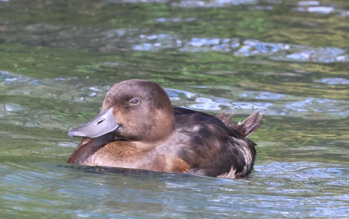 New Zealand Scaup - Gerry Mielke