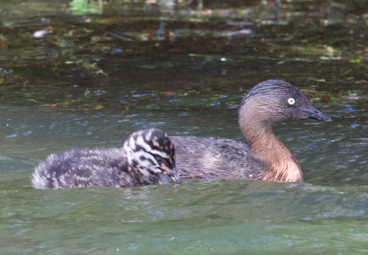 New Zealand Grebe - Gerry Mielke