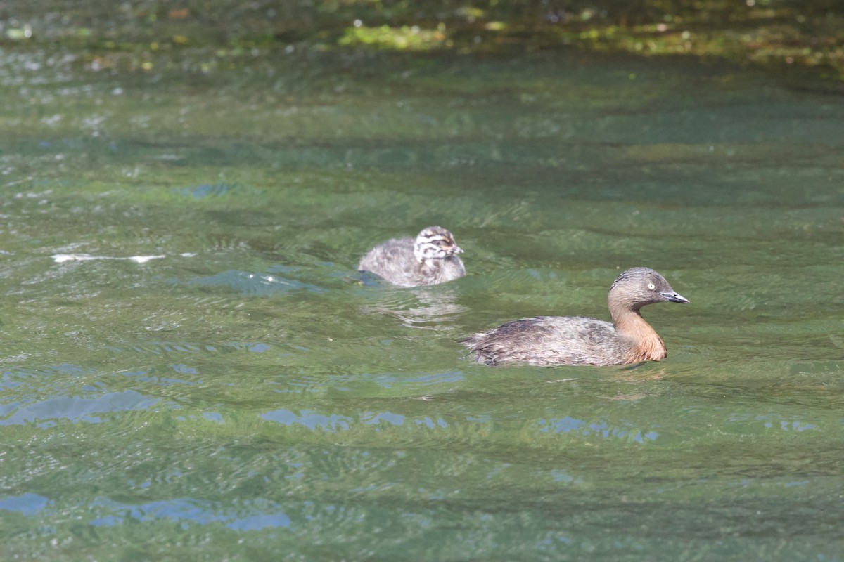 New Zealand Grebe - Gerry Mielke