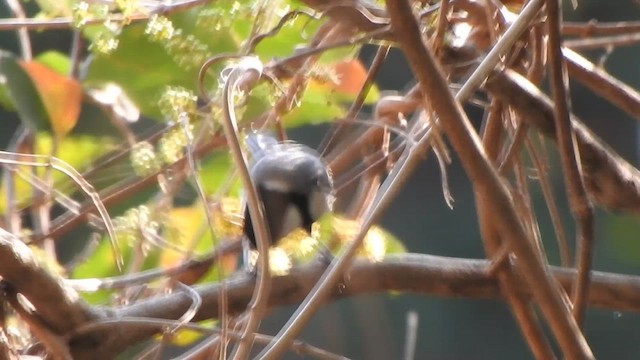 Asian Tit (Cinereous) - ML615775252