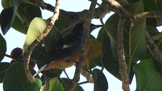 Blue-capped Rock-Thrush - ML615775273