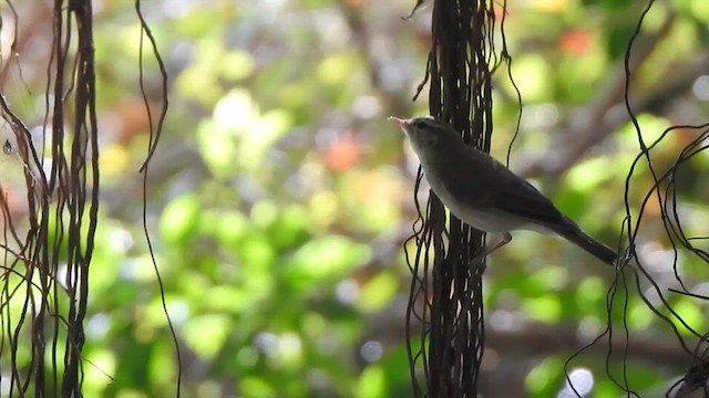 Mosquitero del Cáucaso - ML615775286