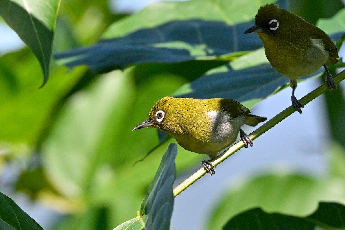 Sri Lanka White-eye - ML615775380