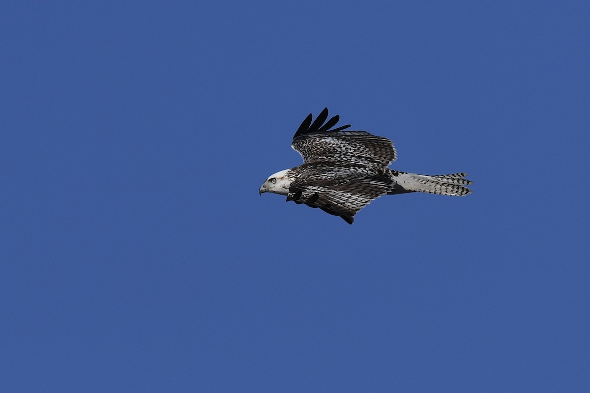 Red-tailed Hawk (Krider's) - Kevin Manley