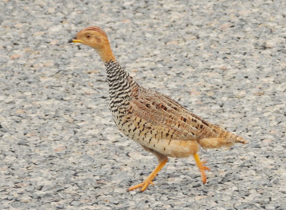 Coqui Francolin - ML615775421