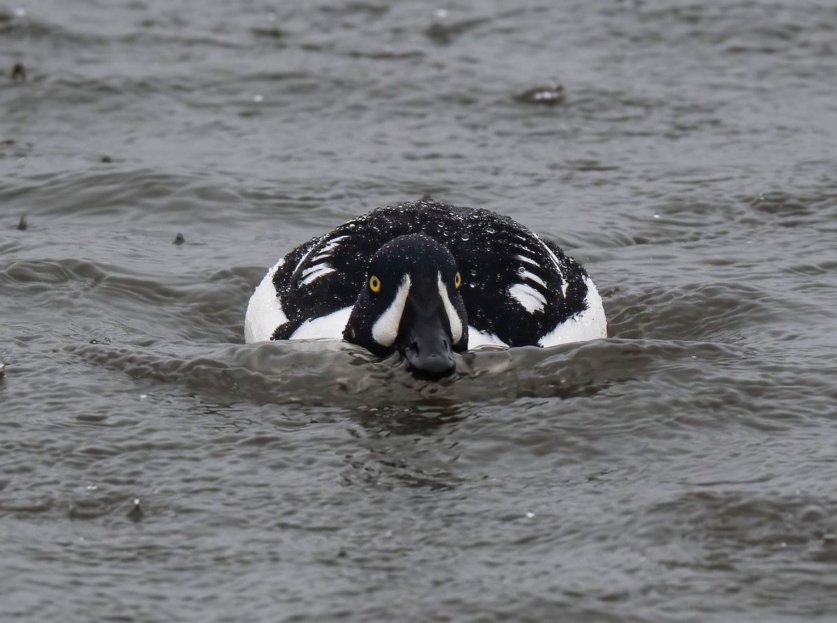 Barrow's Goldeneye - ML615775458