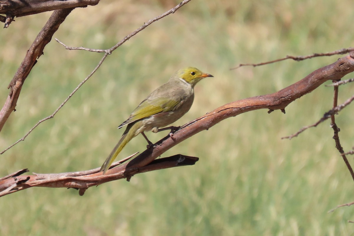 White-plumed Honeyeater - Deb & Rod R