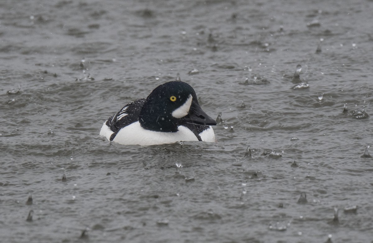 Barrow's Goldeneye - ML615775461