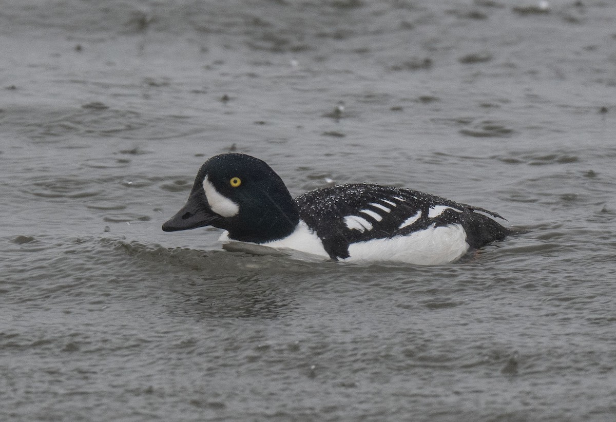 Barrow's Goldeneye - ML615775463