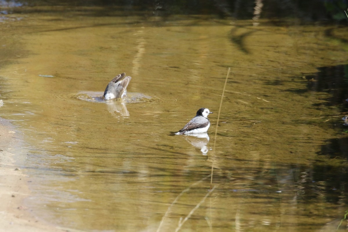 White-fronted Chat - Deb & Rod R