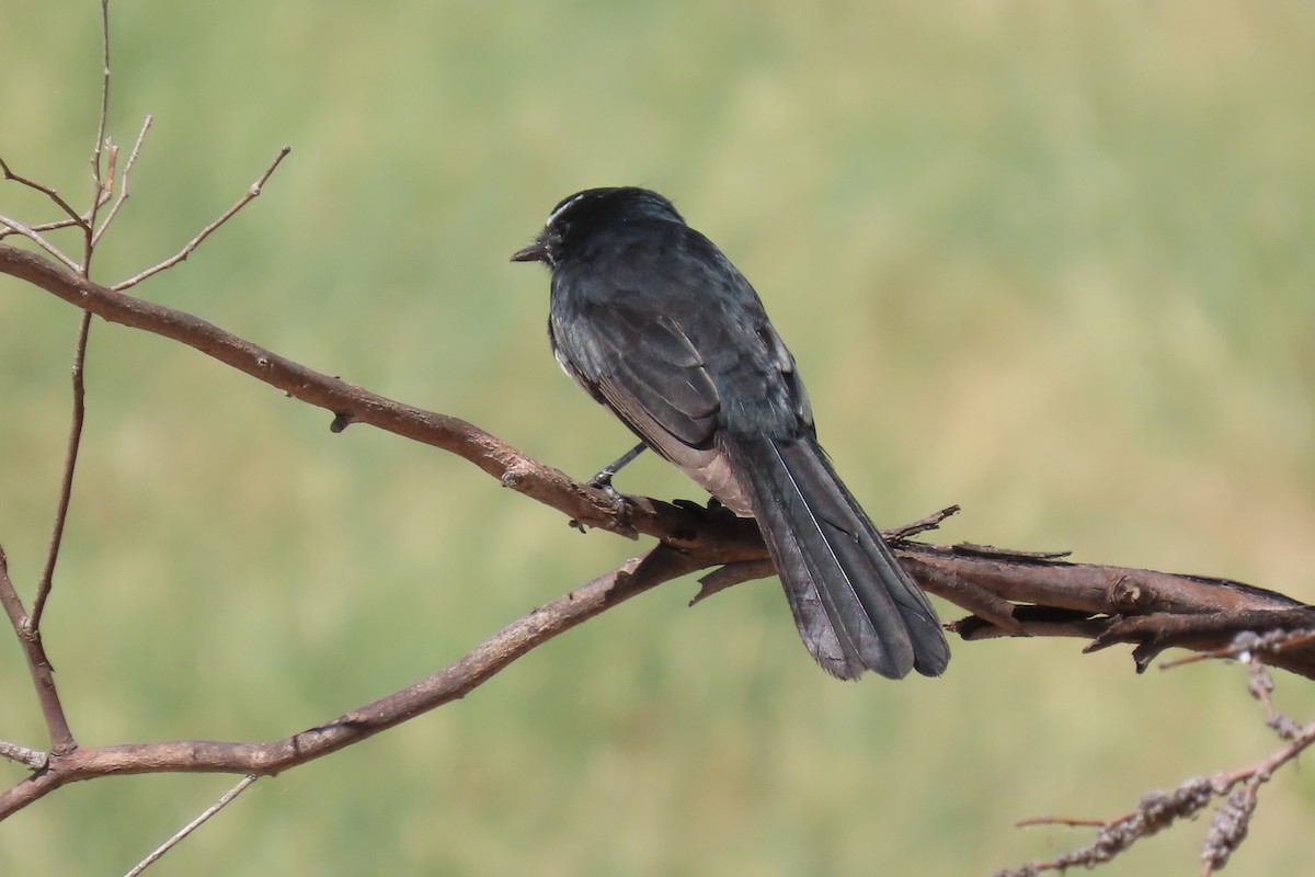 Willie-wagtail - Deb & Rod R