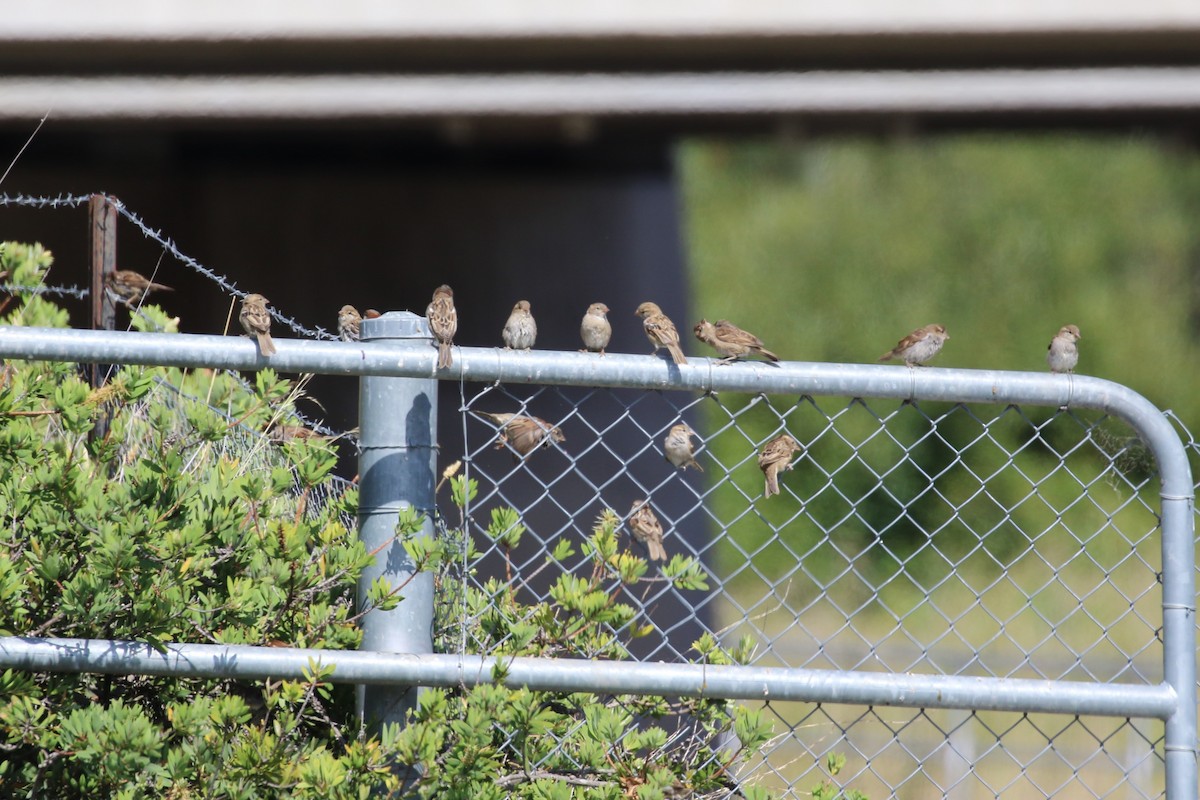 House Sparrow - Deb & Rod R