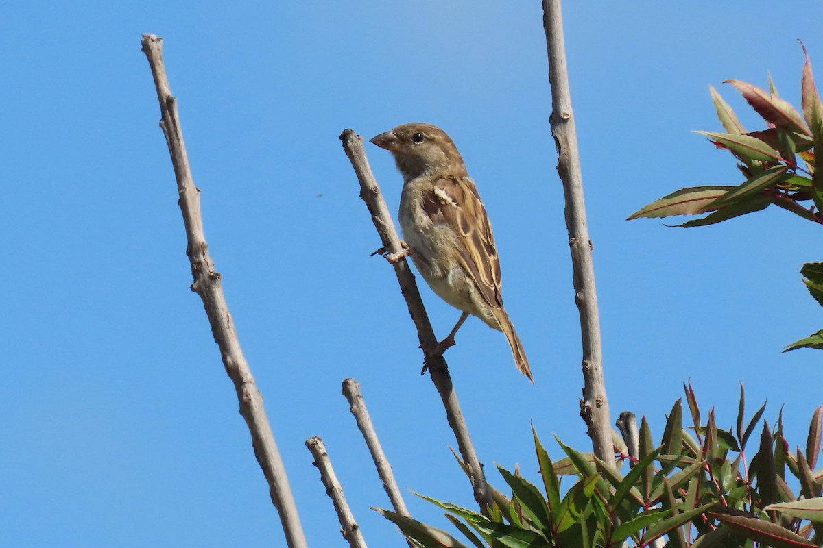 House Sparrow - ML615775489