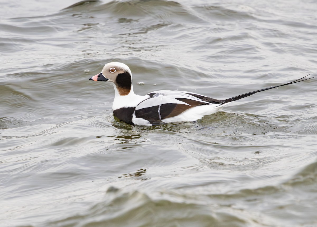 Long-tailed Duck - Nathaniel Dargue