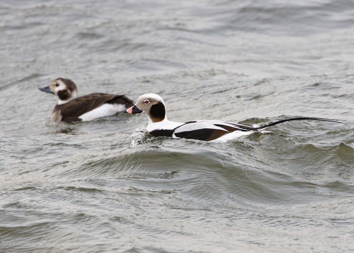 Long-tailed Duck - Nathaniel Dargue