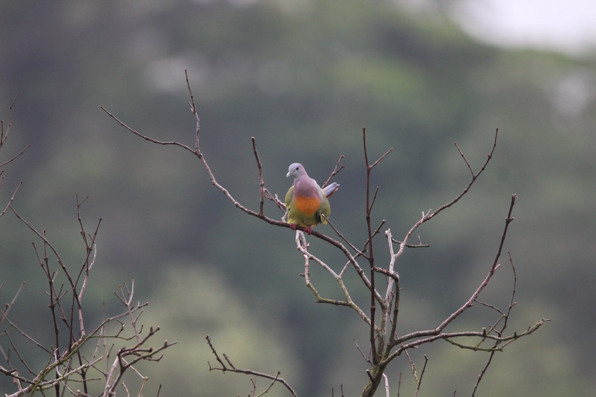 Pink-necked Green-Pigeon - Buchanan Birdwatcher