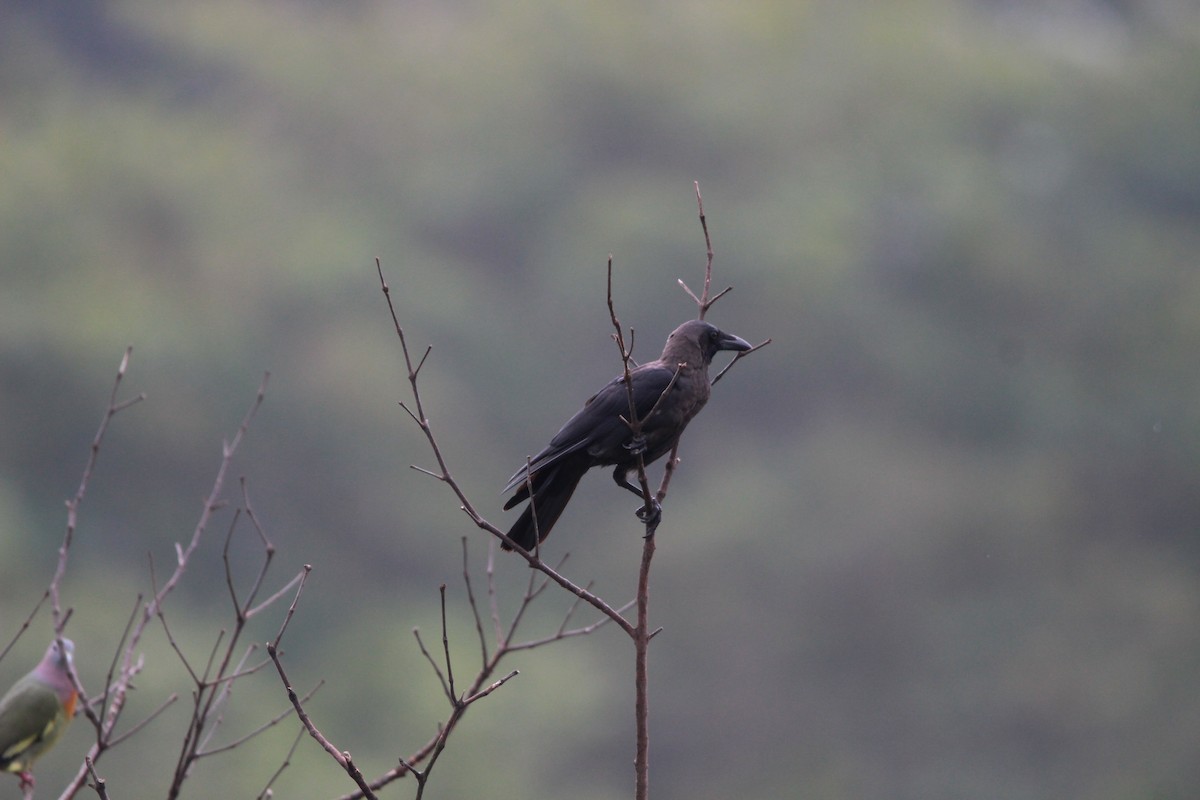 House Crow - ML615775520