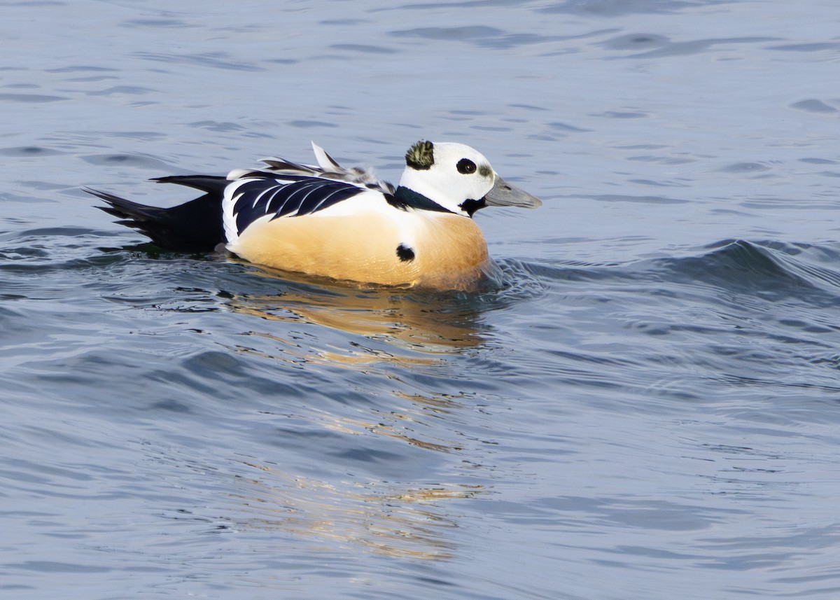 Steller's Eider - ML615775528