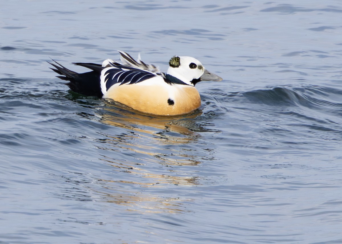 Steller's Eider - ML615775529