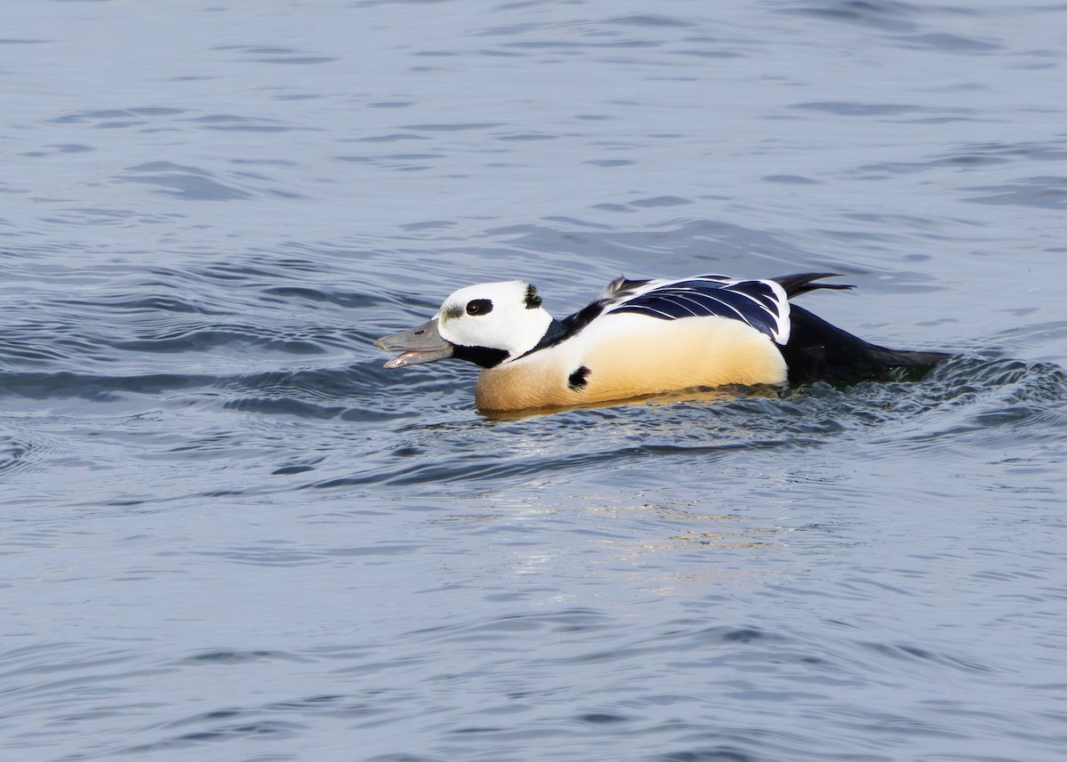 Steller's Eider - Nathaniel Dargue