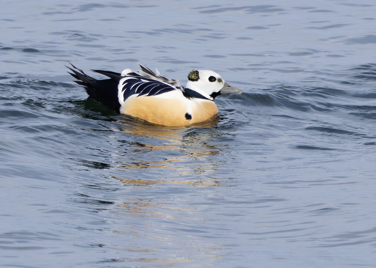 Steller's Eider - Nathaniel Dargue