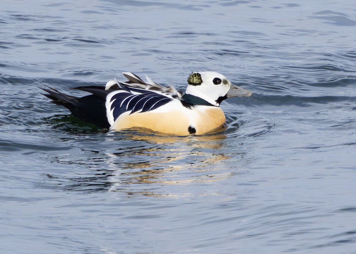 Steller's Eider - Nathaniel Dargue