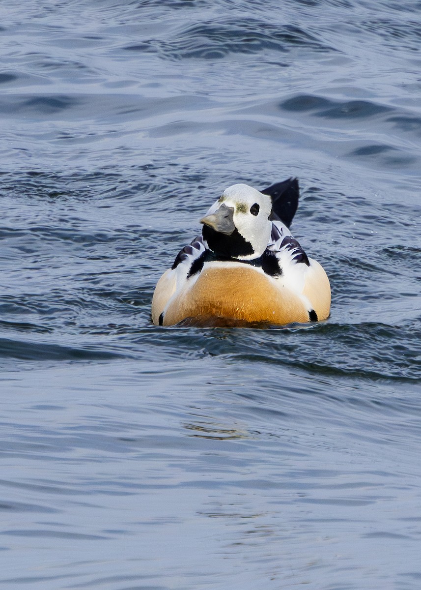 Steller's Eider - ML615775547