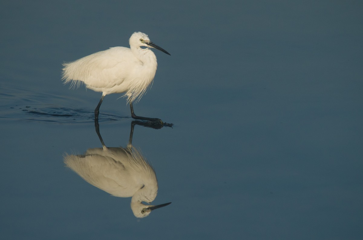 Little Egret - ML615775551