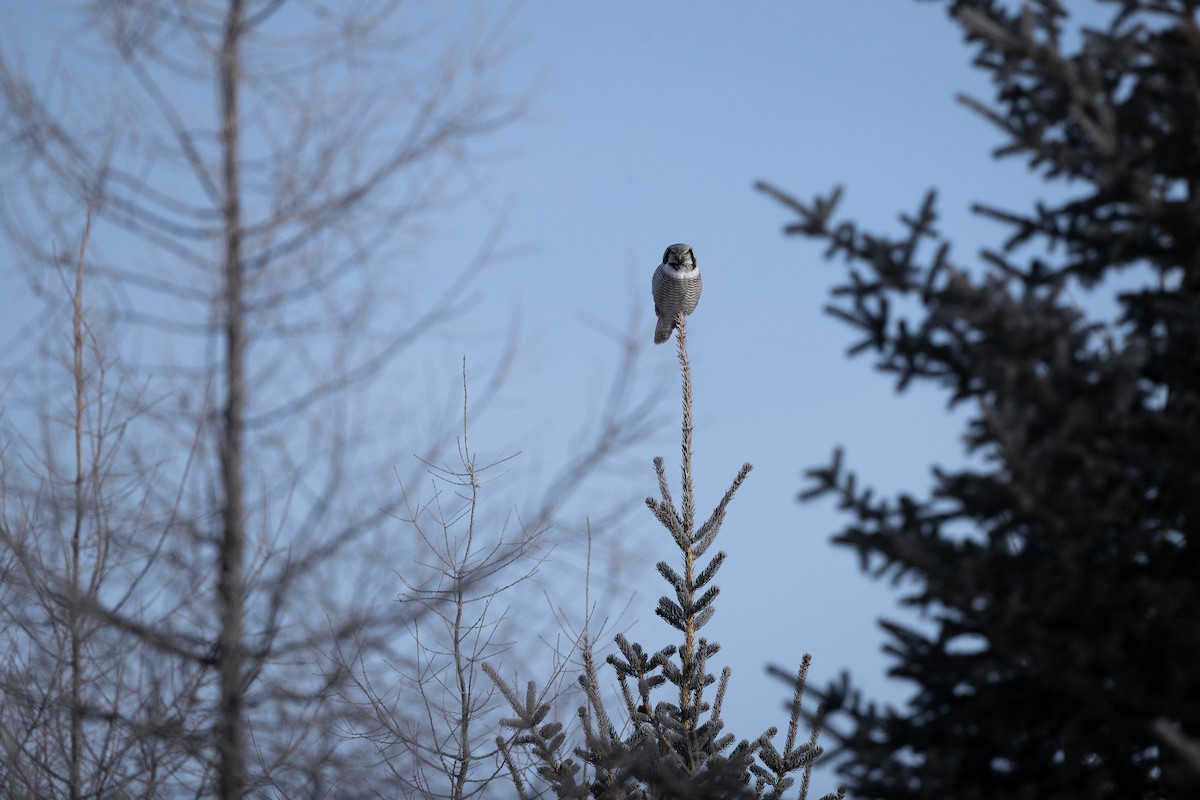 Northern Hawk Owl - ML615775572