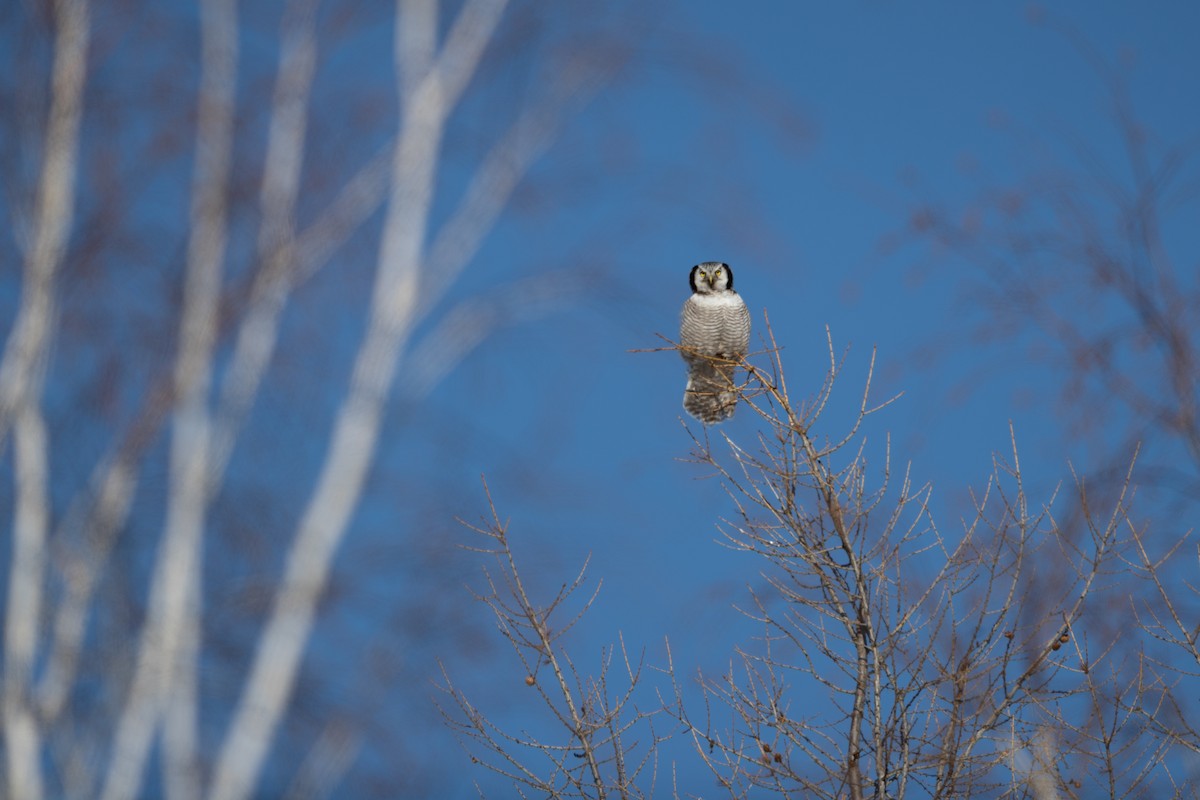 Northern Hawk Owl - ML615775573