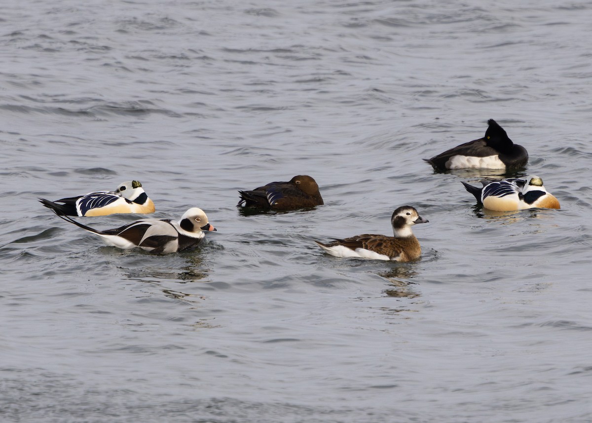 Tufted Duck - Nathaniel Dargue