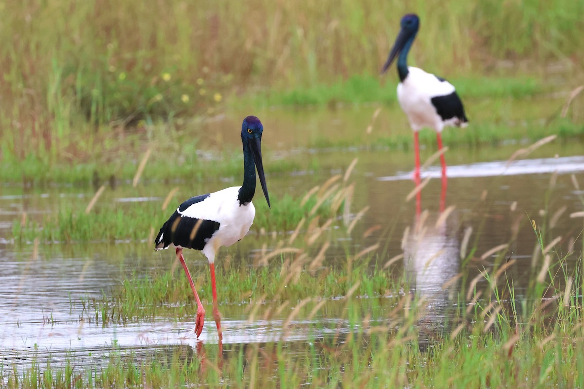 Black-necked Stork - ML615775590