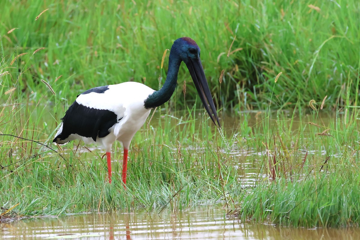 Black-necked Stork - ML615775592