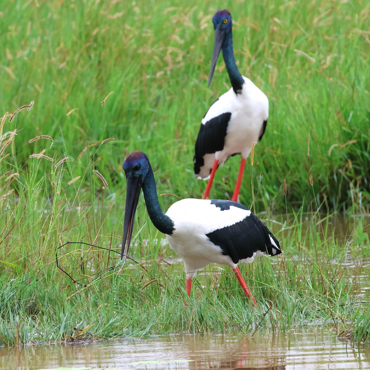 Black-necked Stork - ML615775593