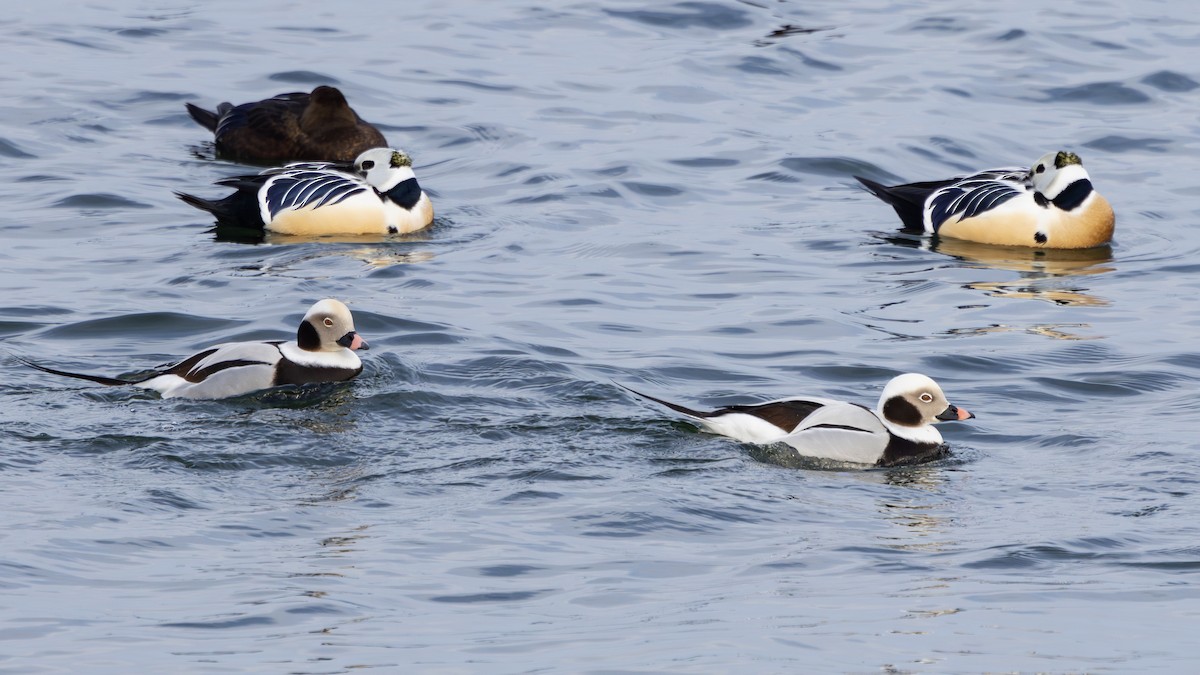 Long-tailed Duck - Nathaniel Dargue