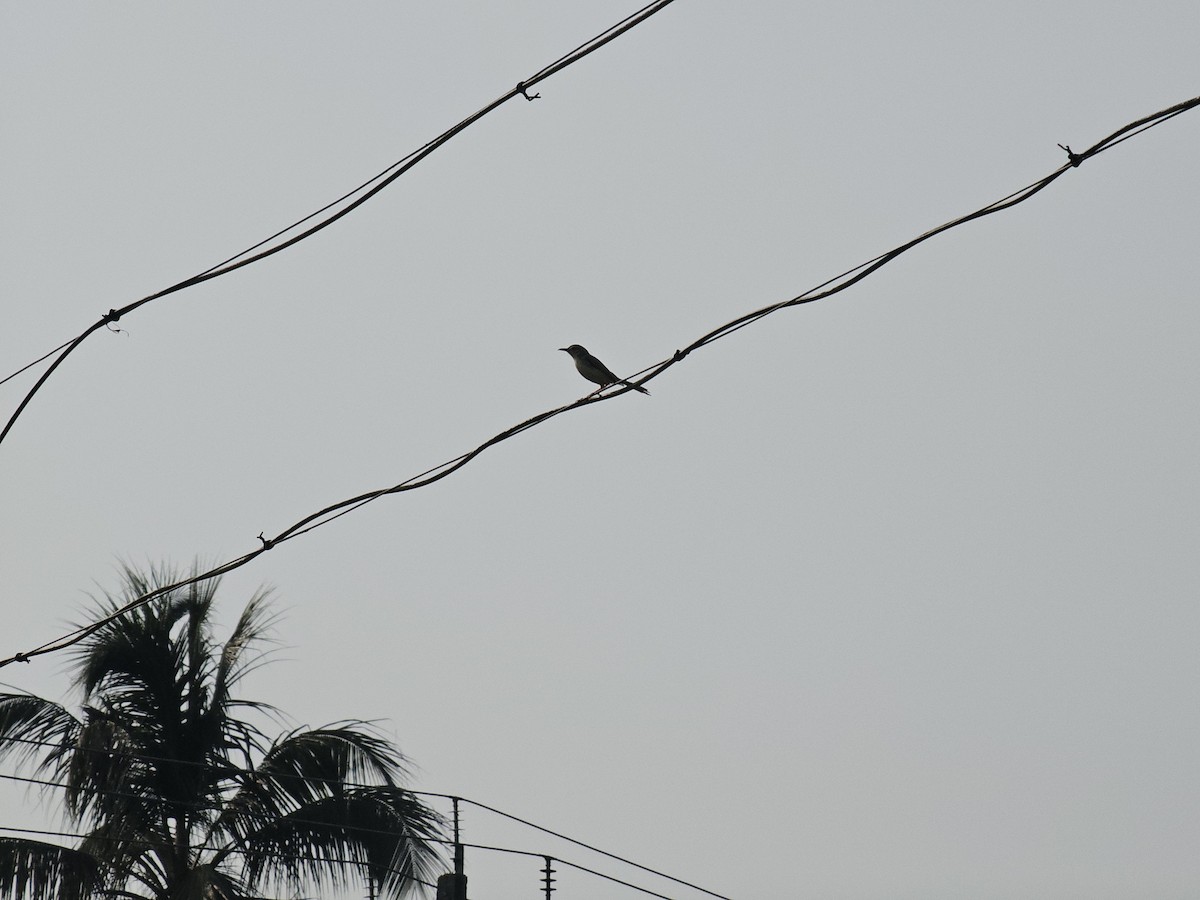 prinia sp. - Vis M