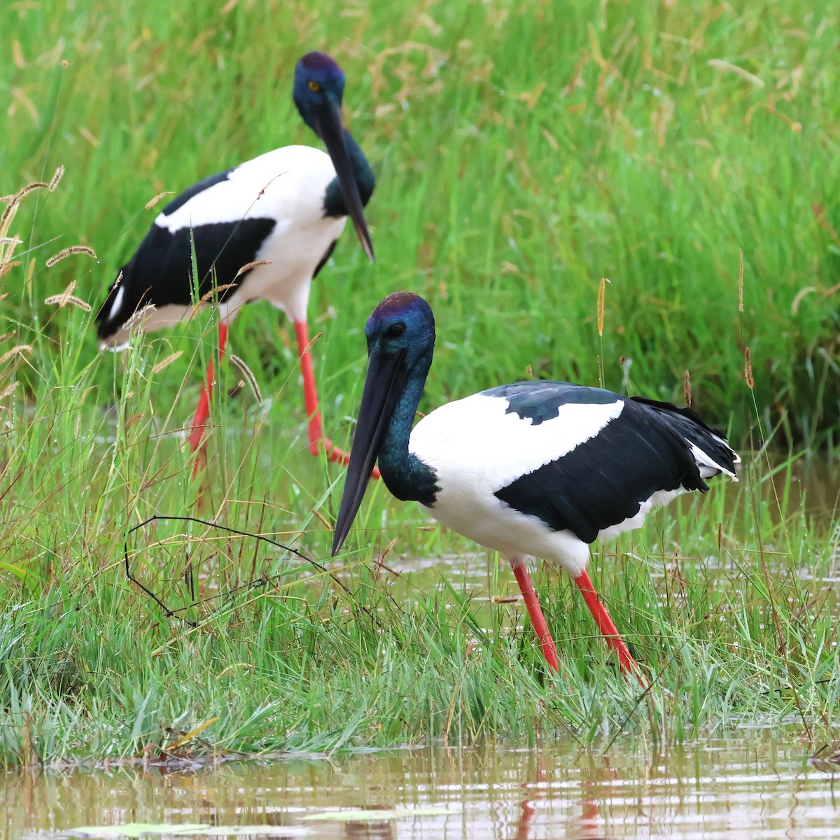 Black-necked Stork - ML615775642