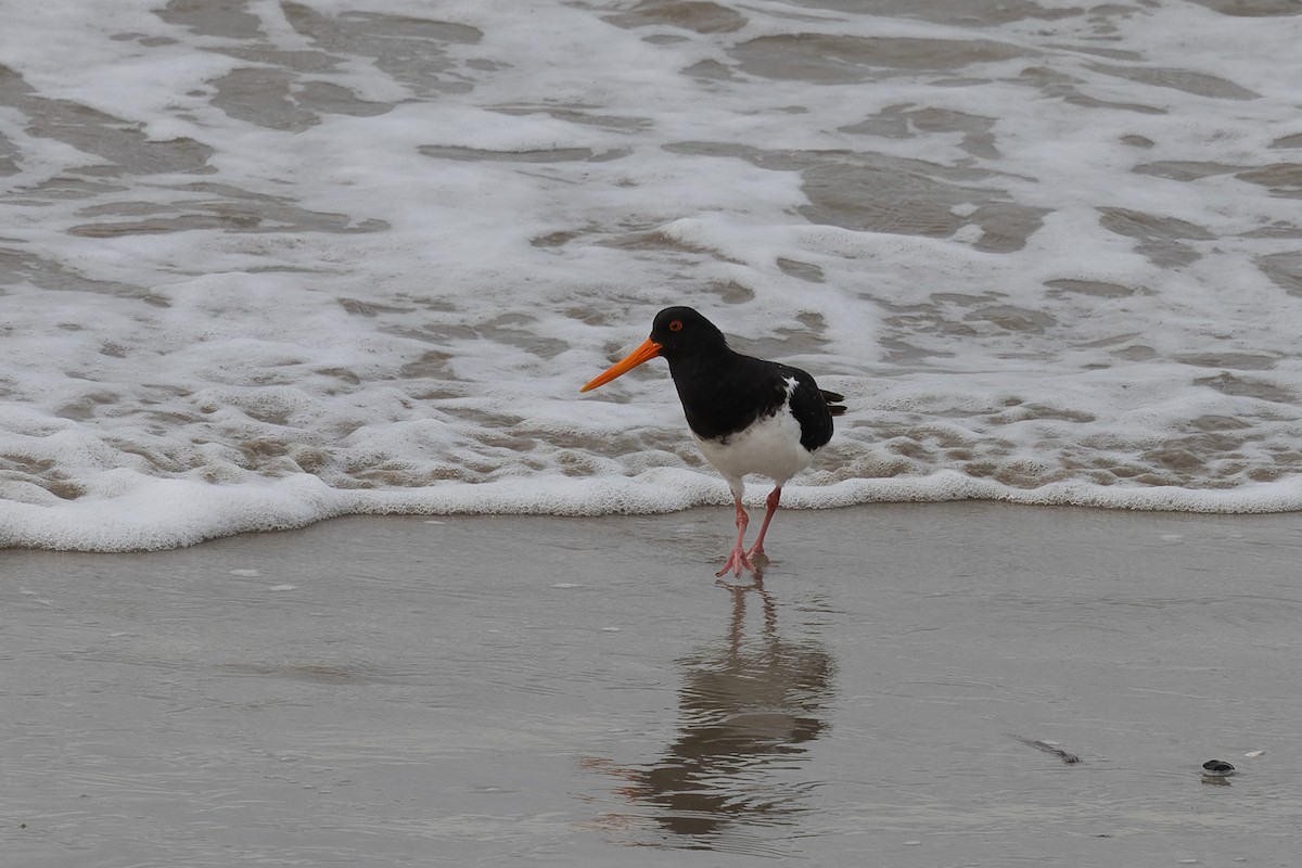 Chatham Oystercatcher - ML615775644