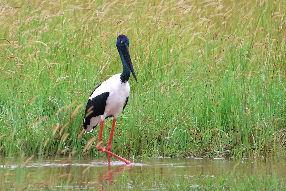 Black-necked Stork - ML615775647